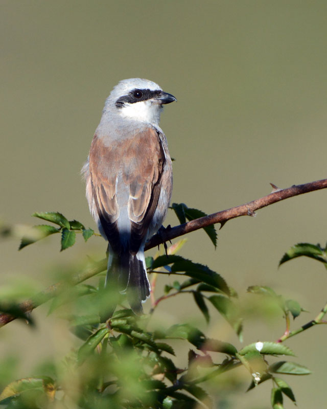 Averla piccola (Lanius collurio) maschio